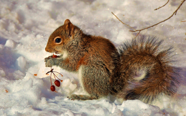 Белка на снегу