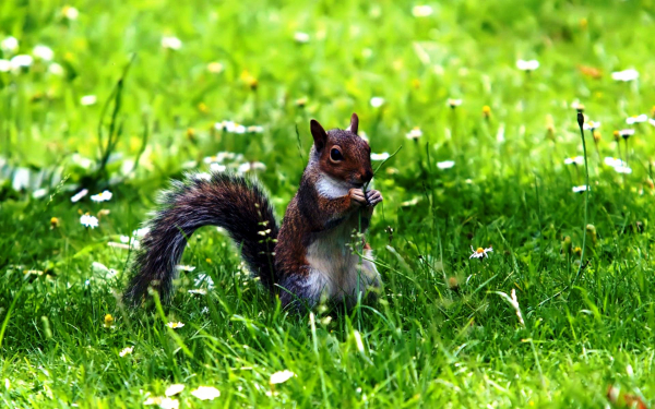 Белка на поляне