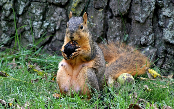 Белка под деревом