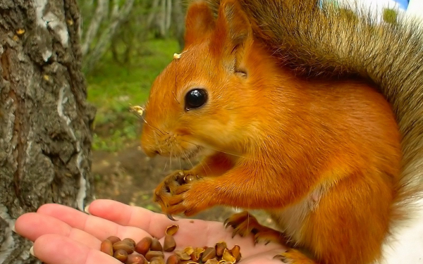 Ручная белка