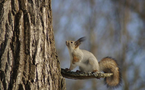 Белка живет на дереве
