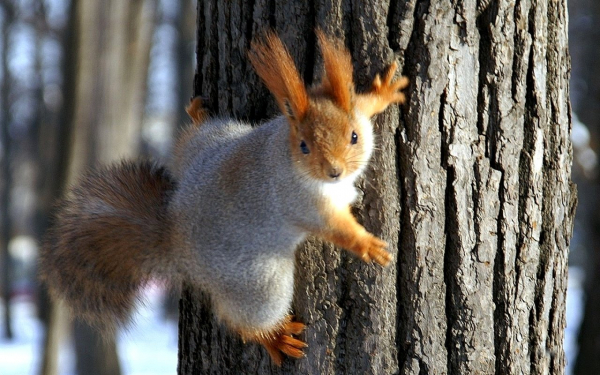 Белка симпатичный грызун