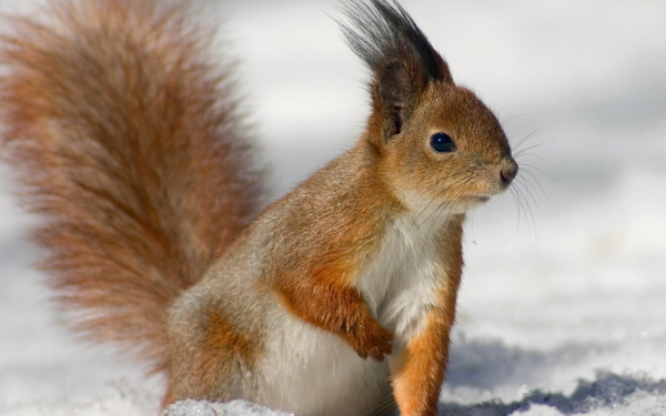 Белка на снегу