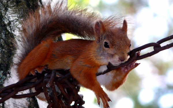 Белка на цепи