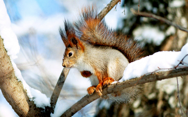Белка в зимнем парке