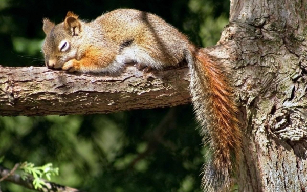 Белка спит