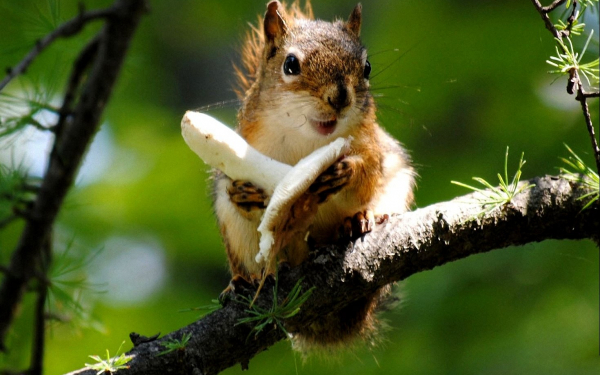 Белка нашла гриб