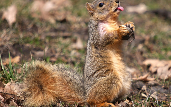 Белка кушает вкуснятину