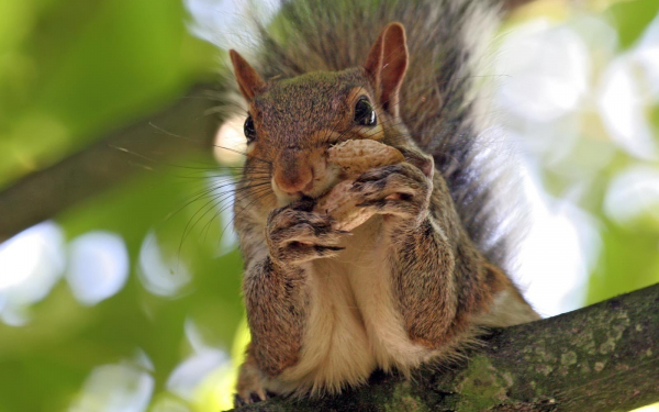 Орехи на обед