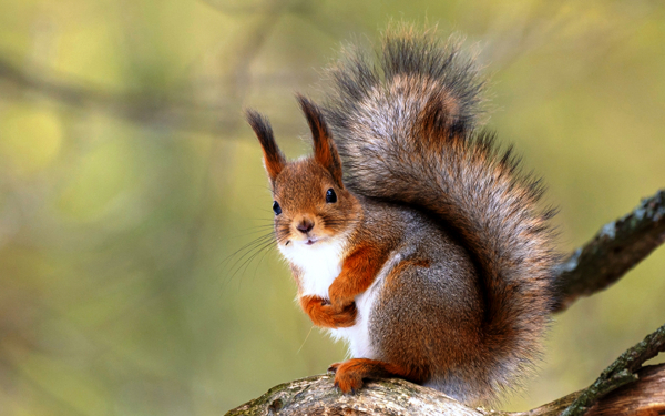 Белка с пушистым хвостом