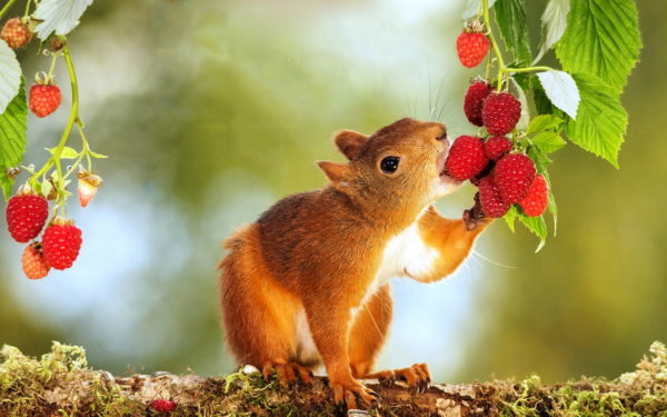 Белка кушает малину