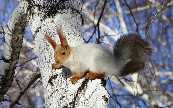 Белка на березе