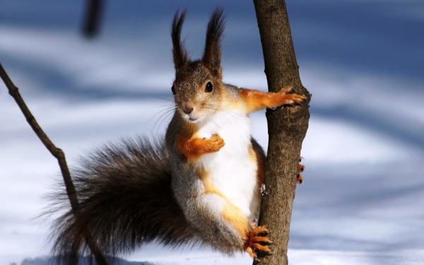 Белка на ветке