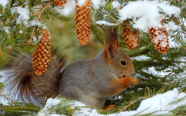 Белка на елке