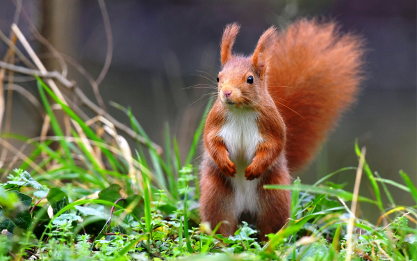 Белка на зеленой траве