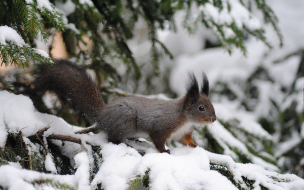 Белка на зимней елке