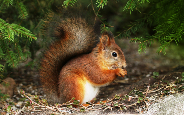 Белка под елкой