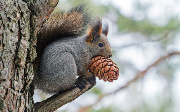 Белка с кедровой шишкой