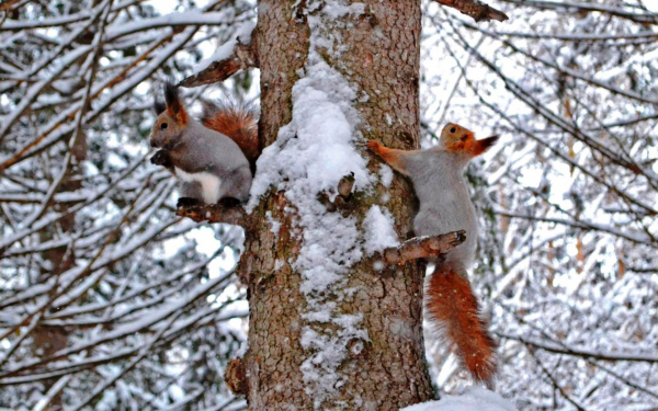 Белки в зимнем лесу