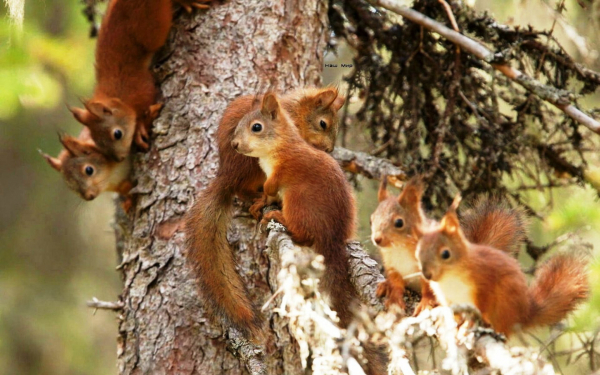 Белки на дереве