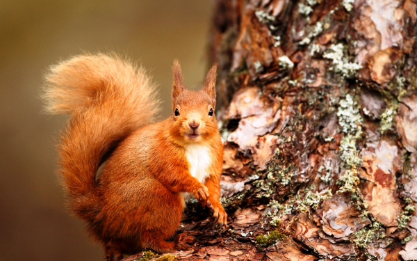 Рыжая белка на дереве