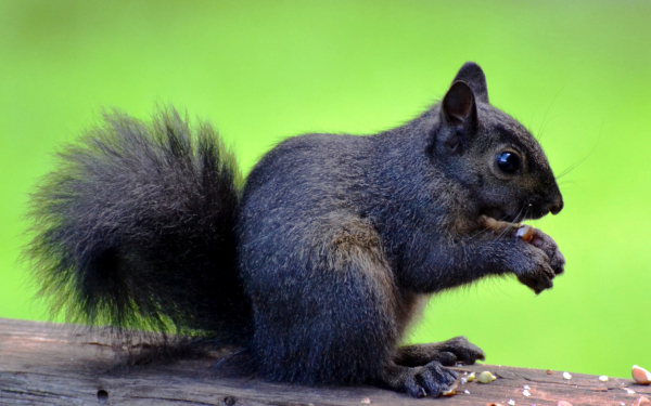 Белка грызет фундук