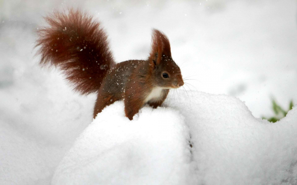 Белка зимой