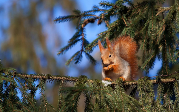 Белка на елке