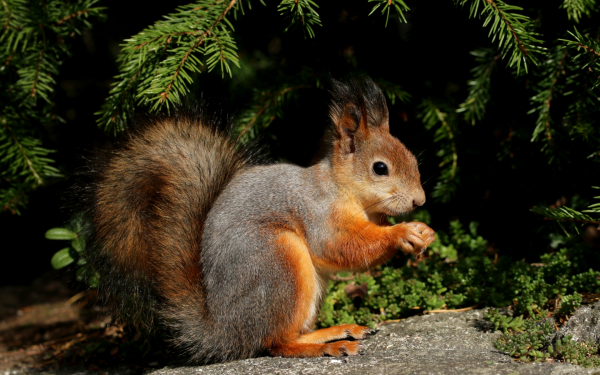 Белка под елкой