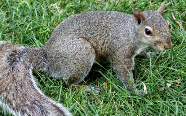 Серая белка на траве