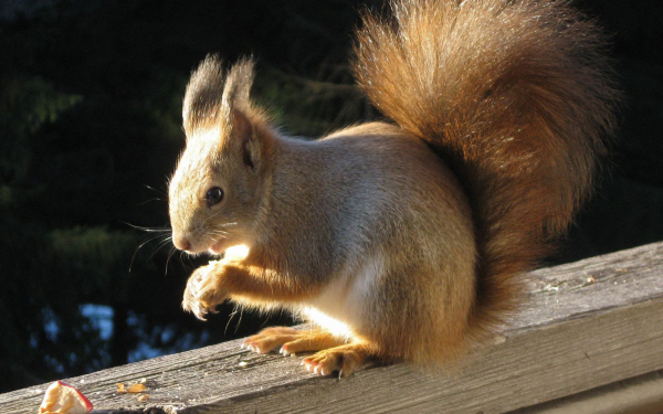 Белка грызет орешки