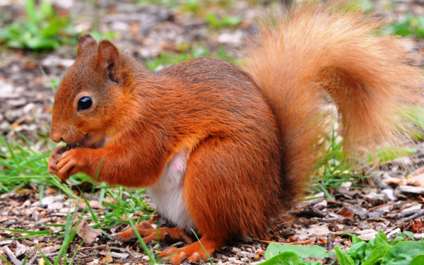 Рыжая белка