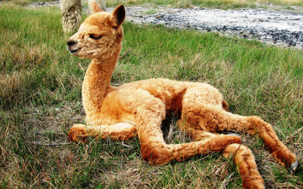 Верблюжонок на траве