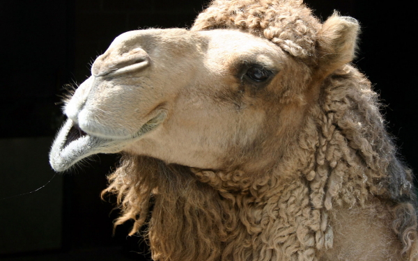 Верблюд