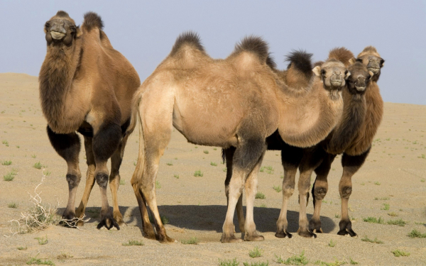 Двугорбые верблюды