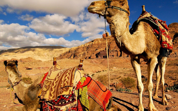 Верблюды отдыхают