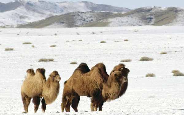 Верблюды в пустыне