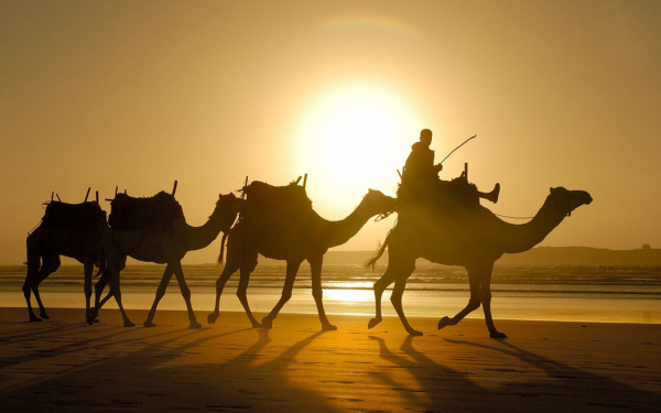 Верблюды с погонщиком