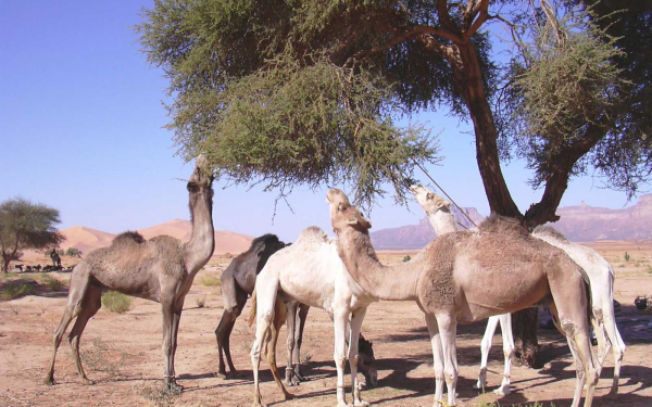 Верблюды питаются