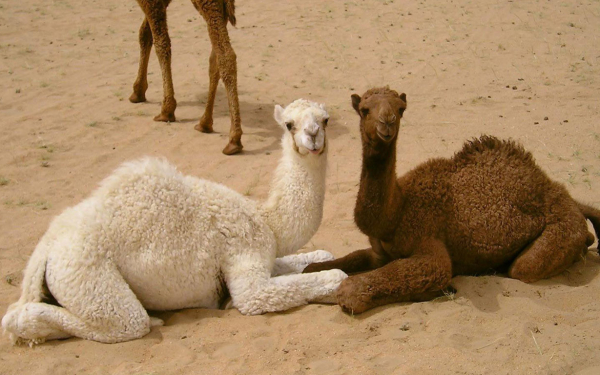 Два верблюжонка