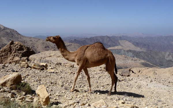 Верблюд в горах