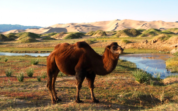 Верблюд у ручья