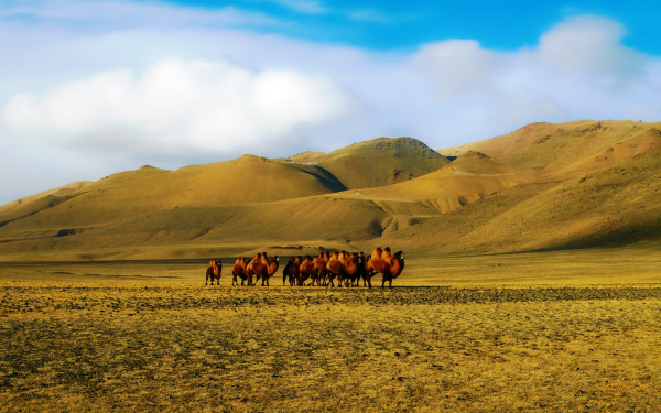 Верблюды в дикой природе
