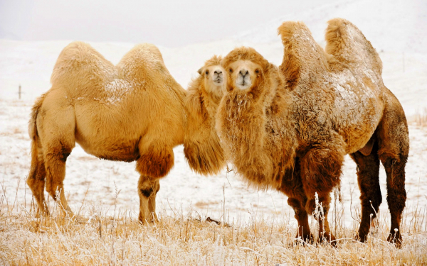 Верблюды в зимней степи