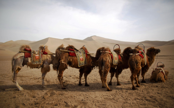 Верблюды готовы к походу