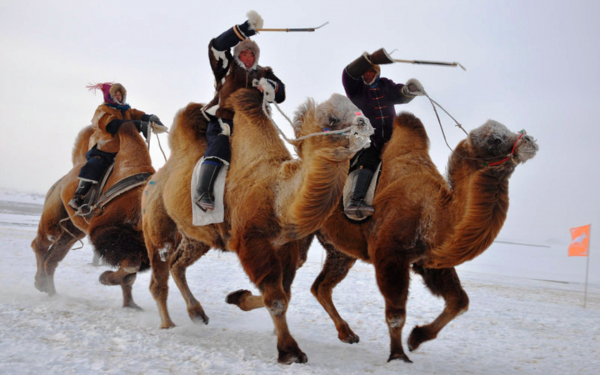 Верблюжьи бега