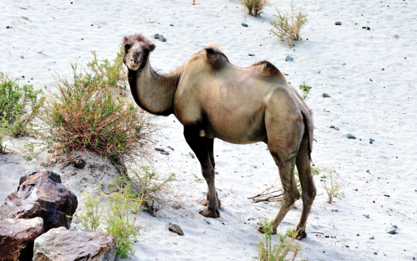 Двугорбый верблюд или бактриан