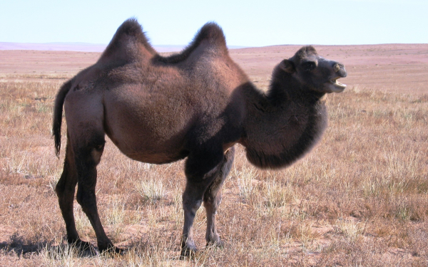Двугорбый верблюд