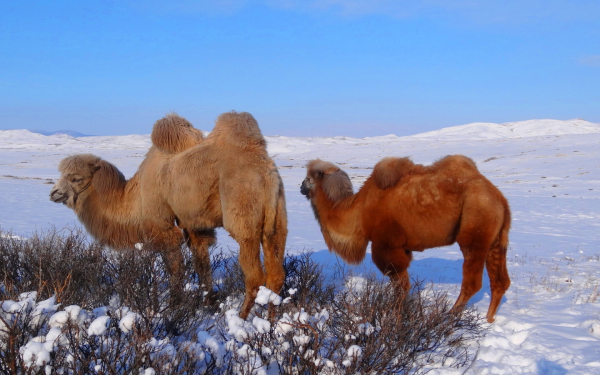 Не страшна зима верблюдам