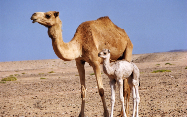 Верблюд и верблюжонок
